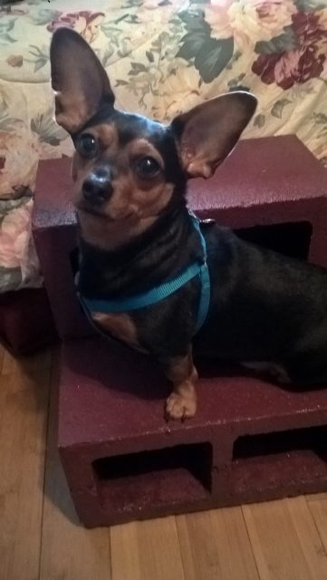 Cinder Block Pet Stairs